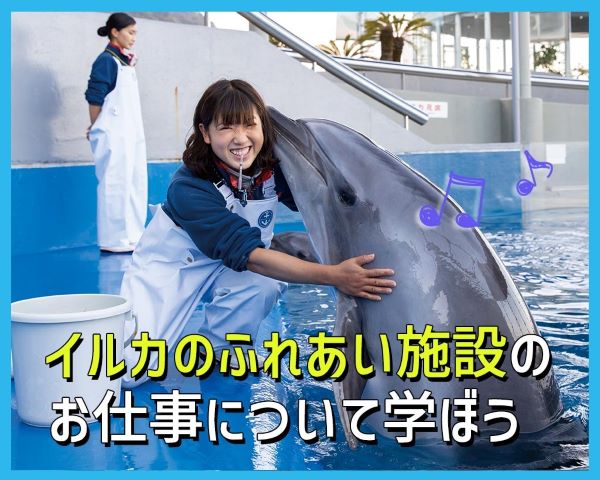 イルカのふれあい施設のお仕事について学ぼう／ＴＣＡ東京ＥＣＯ動物海洋専門学校