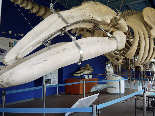 品川キャンパス・鯨ギャラリー