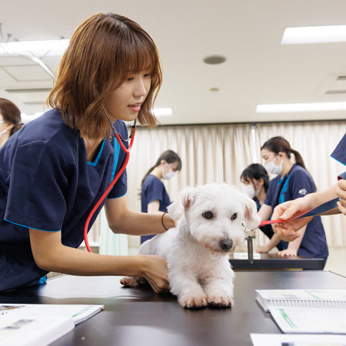 日本動物専門学校のオープンキャンパス