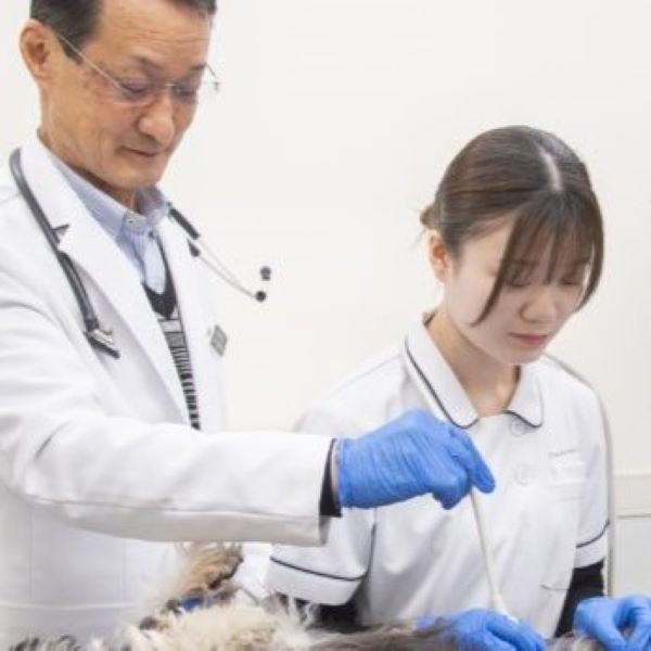 動物看護～妊娠犬のエコー検査体験／群馬動物専門学校