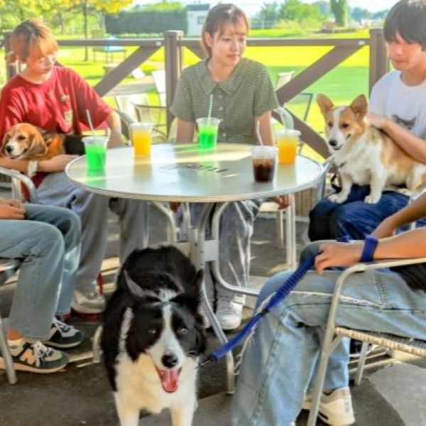 家族・愛犬と行けるフリー見学in名犬キャンパス 7/15／群馬動物専門学校