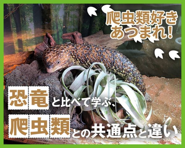 爬虫類好きあつまれ！恐竜と比べて学ぶ、爬虫類との共通点と違い／ＴＣＡ東京ＥＣＯ動物海洋専門学校