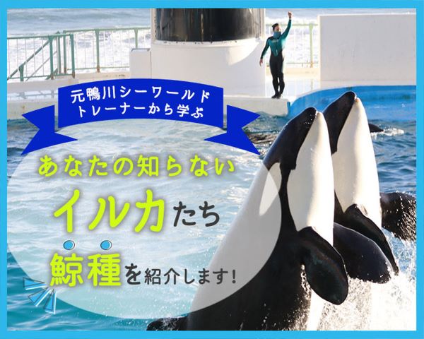 あなたの知らないイルカたち～気になる鯨種を紹介します～／ＴＣＡ東京ＥＣＯ動物海洋専門学校