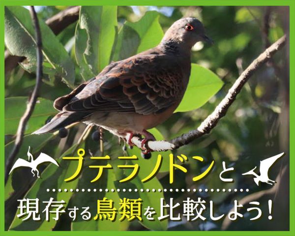 プテラノドンと現存する鳥類を比較しよう！／ＴＣＡ東京ＥＣＯ動物海洋専門学校