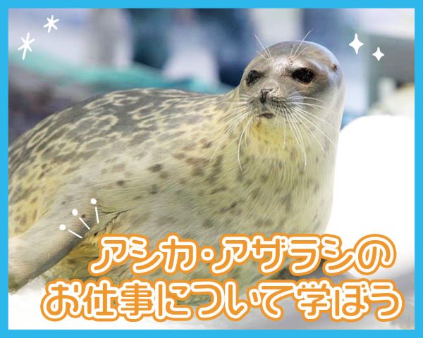 アシカ・アザラシのお仕事について学ぼう／ＴＣＡ東京ＥＣＯ動物海洋専門学校