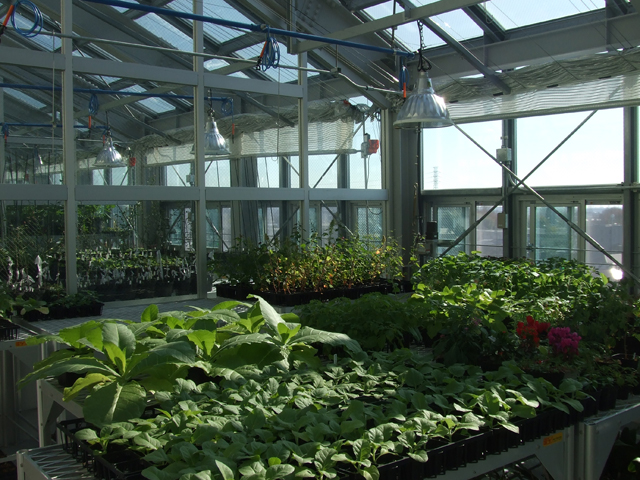 【小金井キャンパス／温室】応用植物科学科が使用。自動制御装置で植物に最適な生育環境が整う