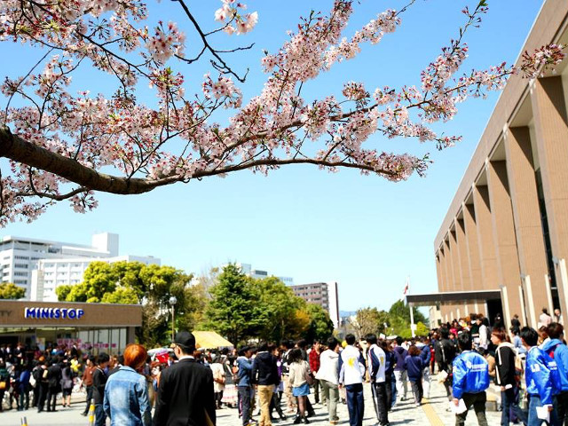 入学式には多くの桜が花開き、入学生を迎えます。