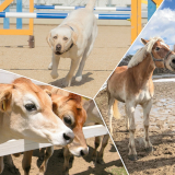 動物飼育トレーニング学科