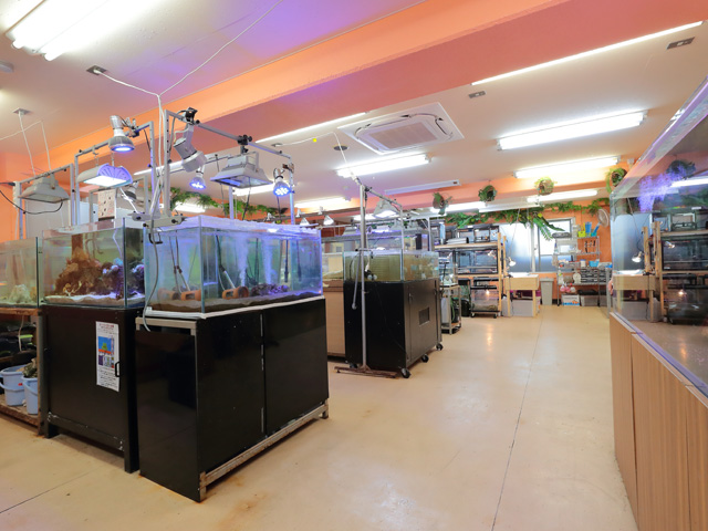 自然環境・動物飼育学科の学生たちが生活する飼育管理室！熱帯魚など多くの水槽があります！
